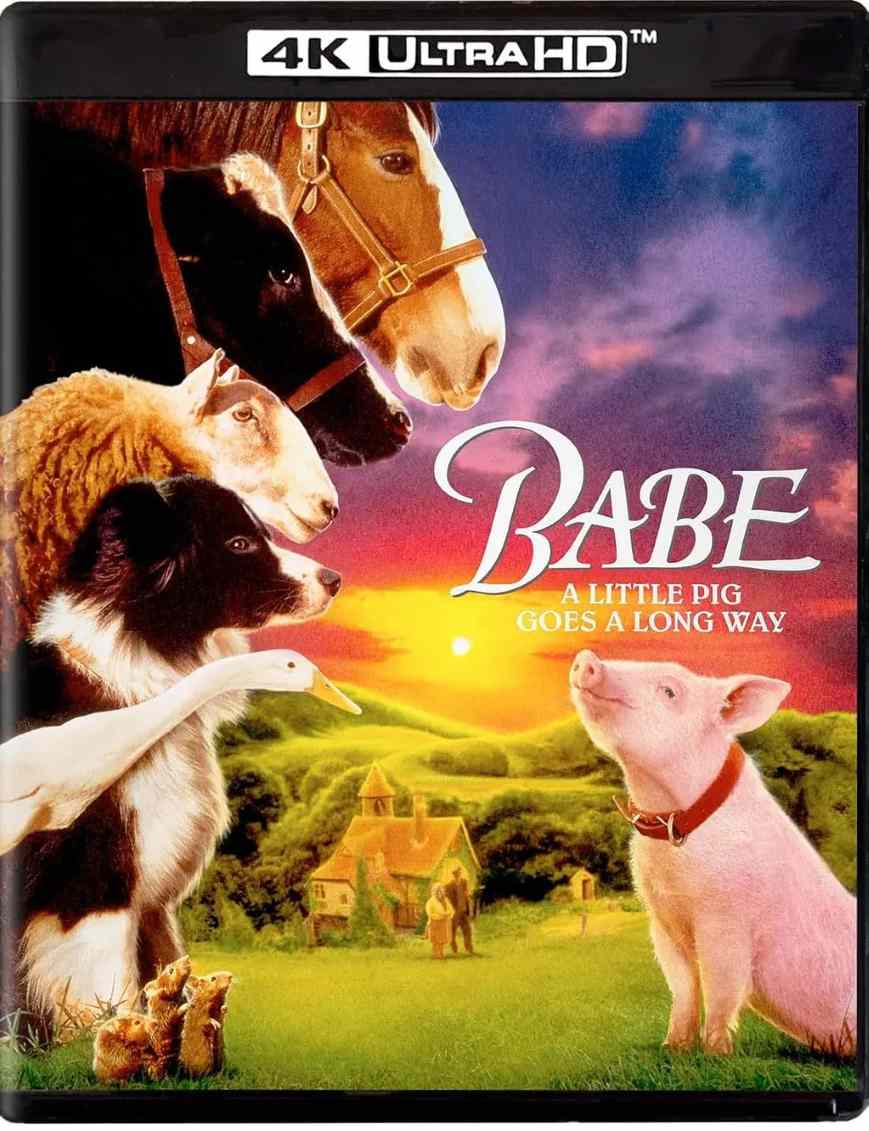小猪宝贝